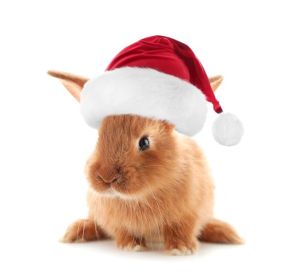 Rabbit with a Christmas hat